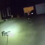 Cão pede ajuda à polícia salvar dono, que ficou caído em casa por 3 horas