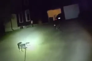 Cão pede ajuda à polícia salvar dono, que ficou caído em casa por 3 horas