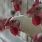 Doença de Newcastle: é seguro comer frango? Entenda os riscos