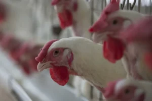 Doença de Newcastle: é seguro comer frango? Entenda os riscos
