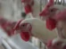 Doença de Newcastle: é seguro comer frango? Entenda os riscos