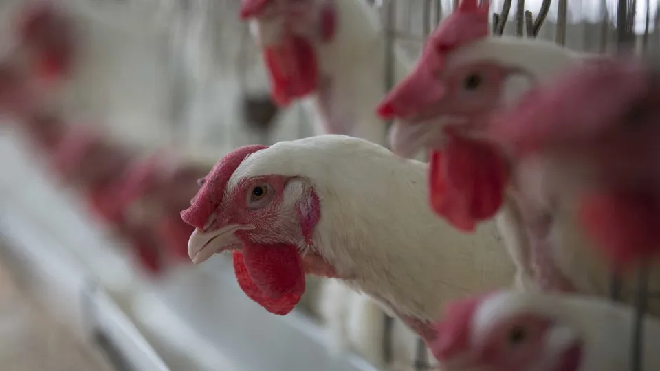 Doença de Newcastle: é seguro comer frango? Entenda os riscos