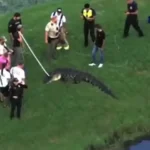 Homem de 71 anos é morto por jacaré quando pescava na margem de lago