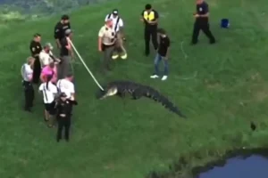 Homem de 71 anos é morto por jacaré quando pescava na margem de lago