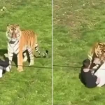 Homem morre ao entrar em jaula de tigre em zoológico; imagens chocam