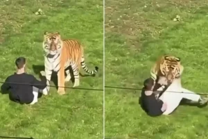 Homem morre ao entrar em jaula de tigre em zoológico; imagens chocam