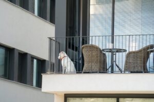 Lei quer enquadrar como maus-tratos deixar animais em sacadas de apartamentos em Maringá