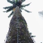 Maringá Encantada terá efeito visual de neve caindo, Turma da Mônica e investimento de R$ 15 milhões