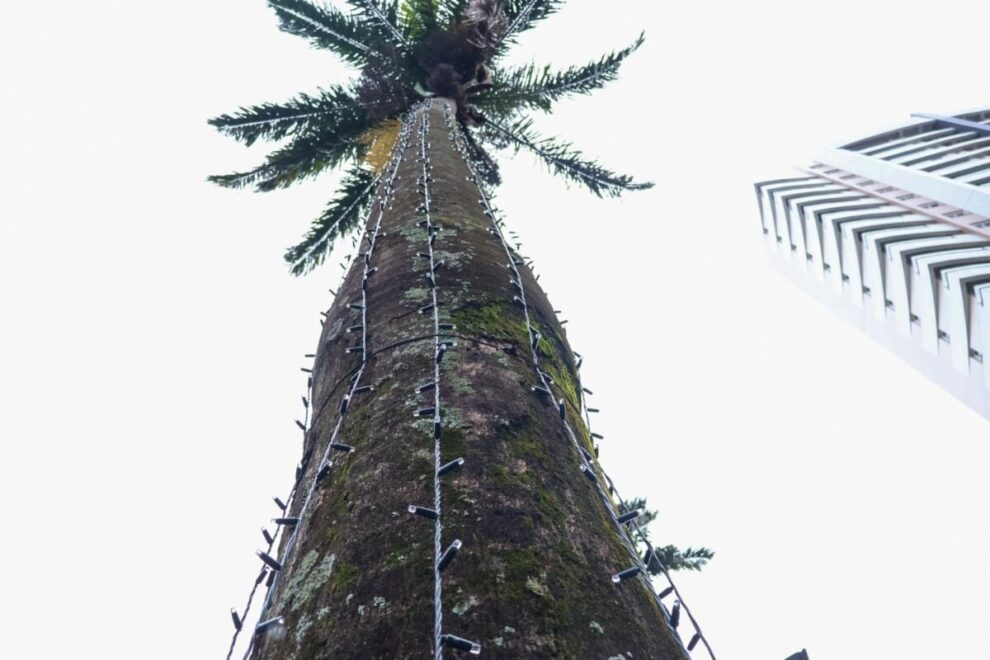 Maringá Encantada terá efeito visual de neve caindo, Turma da Mônica e investimento de R$ 15 milhões