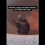 Mulher leva susto ao ver rato 'tomando banho' no tanque de casa; assista