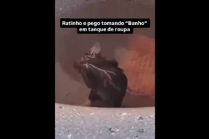 Mulher leva susto ao ver rato 'tomando banho' no tanque de casa; assista