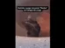 Mulher leva susto ao ver rato 'tomando banho' no tanque de casa; assista