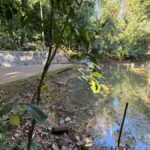 Novas nascentes brotam no lago do Parque do Ingá