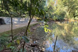 Novas nascentes brotam no lago do Parque do Ingá