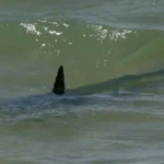 Por que os tubarões estão se aproximando das praias?