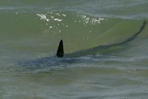 Por que os tubarões estão se aproximando das praias?