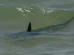 Por que os tubarões estão se aproximando das praias?