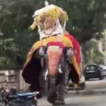 Vídeo: elefante se assusta em festival na Índia e provoca pânico geral