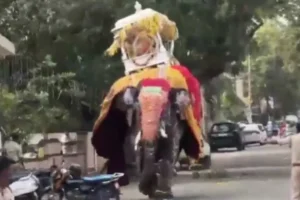 Vídeo: elefante se assusta em festival na Índia e provoca pânico geral